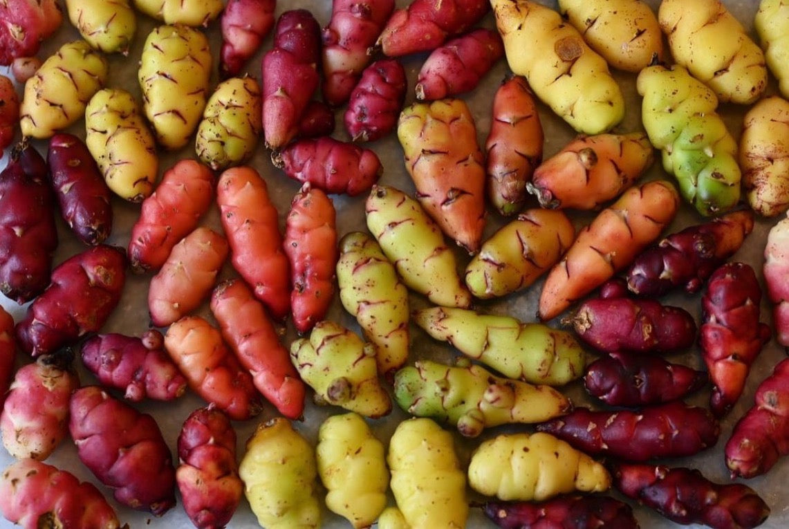 12 Oca Recipes - Oca and What To Do with Her – Girl & Dug Farm